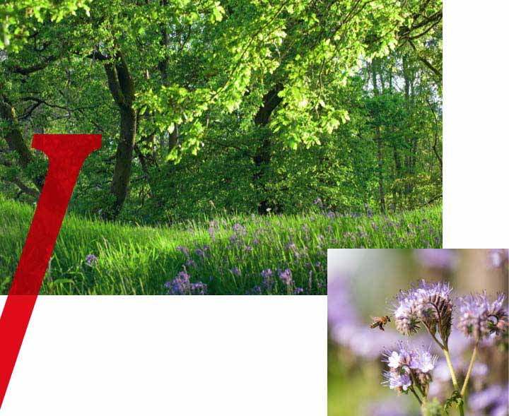 Vittel-Spring-Water