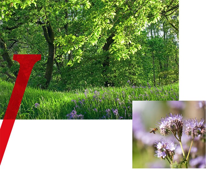 Vittel-Spring-Water