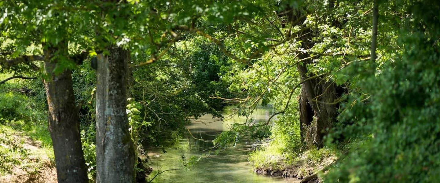 Un ruisseau paisible bordé d'arbres coule doucement à travers une végétation luxuriante.