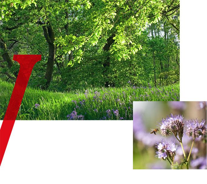 Vittel-Spring-Water