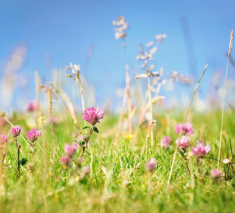Vittel biodiversity