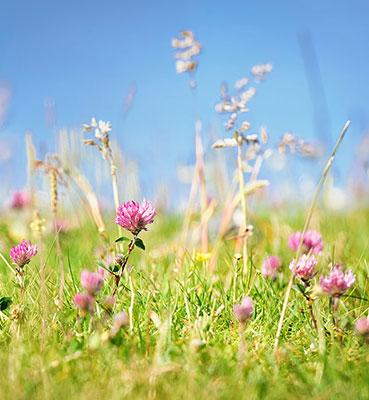 Vittel biodiversity