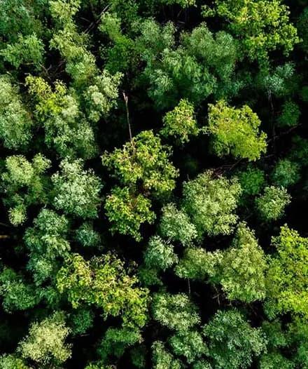 Vue aérienne d'un dense et vibrant couvert forestier vert, mettant en valeur une variété d'arbres dans différentes nuances de vert.