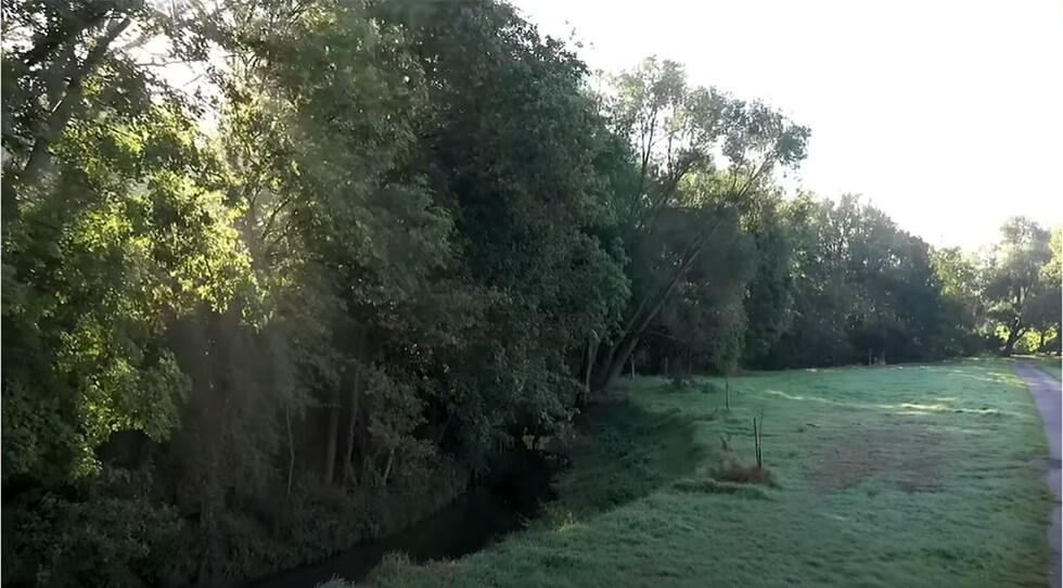 wild nature trees
